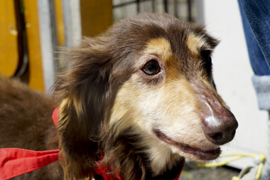 f:id:animal_protections:20170513183216j:image f:id:animal_protections:20170513183216j:image