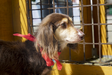 f:id:animal_protections:20170513183217j:image f:id:animal_protections:20170513183217j:image