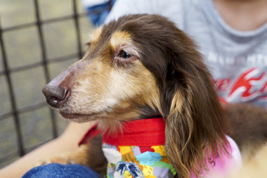 f:id:animal_protections:20170513183218j:image f:id:animal_protections:20170513183218j:image
