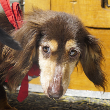 f:id:animal_protections:20170513183220j:image f:id:animal_protections:20170513183220j:image