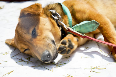 f:id:animal_protections:20170513183500j:image