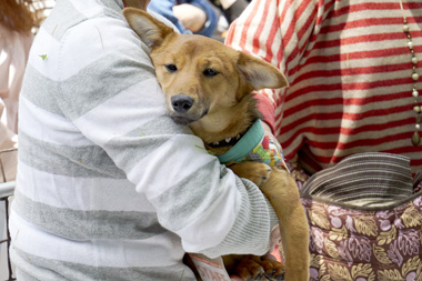 f:id:animal_protections:20170513183501j:image