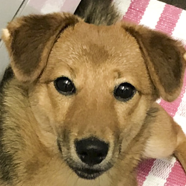 f:id:animal_protections:20170519225919j:image