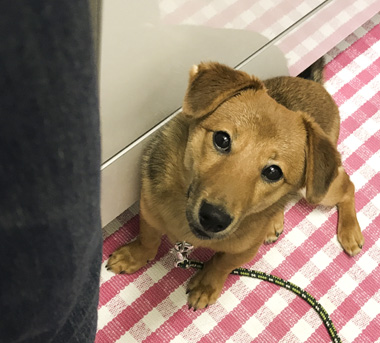 f:id:animal_protections:20170519225920j:image