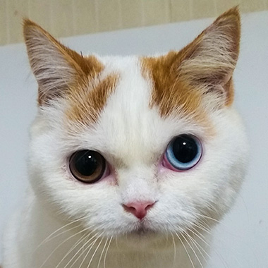 f:id:animal_protections:20170602103013j:image