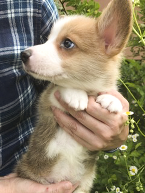 f:id:animal_protections:20170624204012j:image f:id:animal_protections:20170624204012j:image