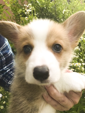 f:id:animal_protections:20170624204018j:image f:id:animal_protections:20170624204018j:image