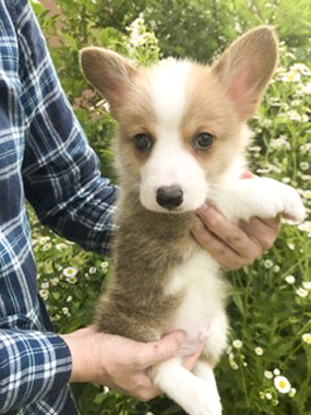f:id:animal_protections:20170624204021j:image f:id:animal_protections:20170624204021j:image