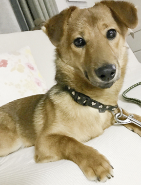 f:id:animal_protections:20170624235306j:image