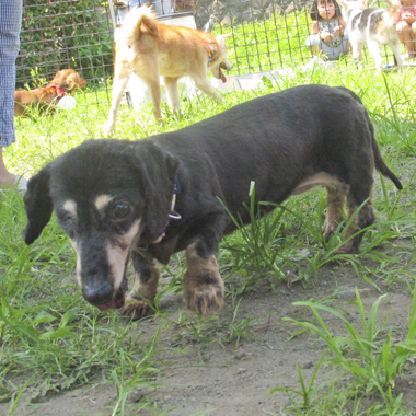 f:id:animal_protections:20170717120318j:image