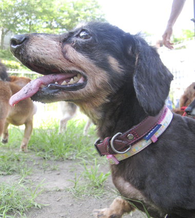 f:id:animal_protections:20170717120331j:image