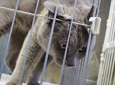 f:id:animal_protections:20170803135007j:image f:id:animal_protections:20170803135007j:image