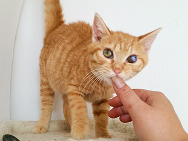 f:id:animal_protections:20170809103707j:image f:id:animal_protections:20170809103707j:image