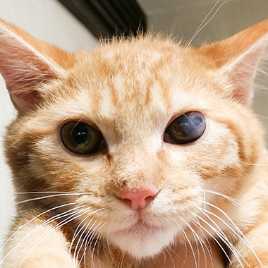 f:id:animal_protections:20170809103717j:image f:id:animal_protections:20170809103717j:image