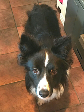 f:id:animal_protections:20170919102542j:image f:id:animal_protections:20170919102542j:image