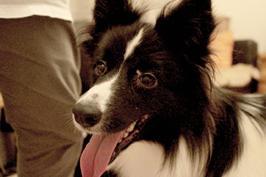 f:id:animal_protections:20170919102555j:image f:id:animal_protections:20170919102555j:image
