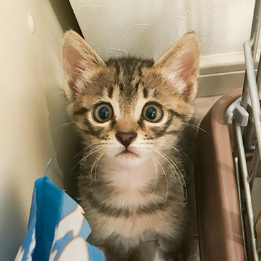 f:id:animal_protections:20171017142511j:image