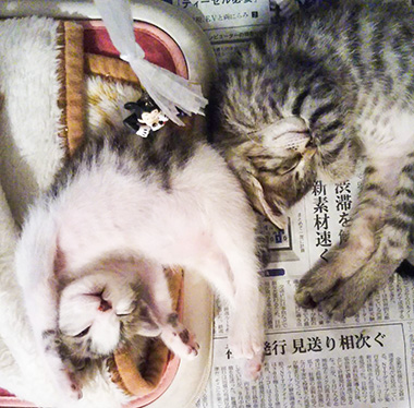 f:id:animal_protections:20171017142524j:image
