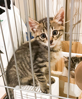 f:id:animal_protections:20171017142528j:image