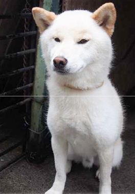 f:id:animal_protections:20171026115048j:image