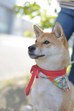 f:id:animal_protections:20171120181921j:image