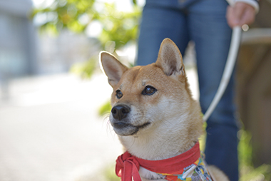 f:id:animal_protections:20171120181925j:image