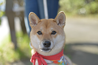 f:id:animal_protections:20171120181929j:image