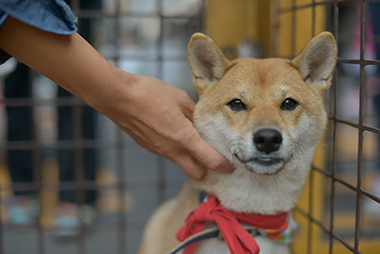 f:id:animal_protections:20171120181937j:image