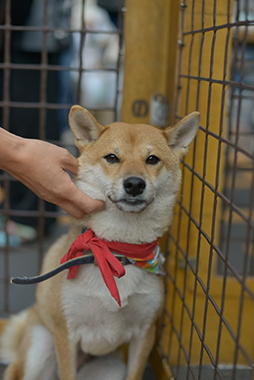 f:id:animal_protections:20171120181942j:image