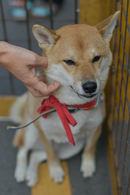 f:id:animal_protections:20171120181946j:image