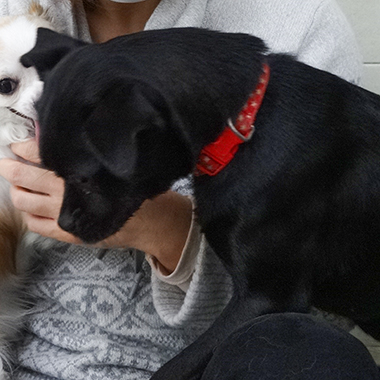 f:id:animal_protections:20171120182246j:image