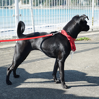 f:id:animal_protections:20171120182249j:image