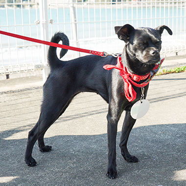 f:id:animal_protections:20171120182252j:image
