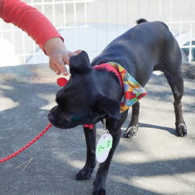 f:id:animal_protections:20171120182259j:image
