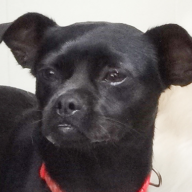 f:id:animal_protections:20171120182318j:image