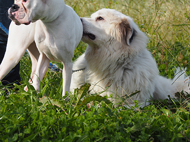 f:id:animal_protections:20171120182621j:image
