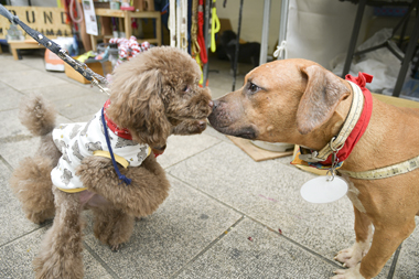 f:id:animal_protections:20171120183427j:image