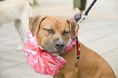 f:id:animal_protections:20171120183431j:image