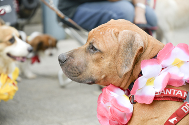 f:id:animal_protections:20171120183436j:image