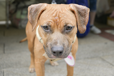 f:id:animal_protections:20171120183443j:image