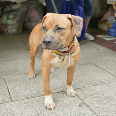 f:id:animal_protections:20171120183448j:image