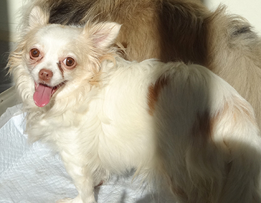 f:id:animal_protections:20171128131912j:image