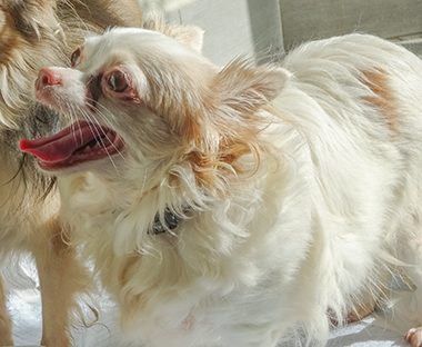 f:id:animal_protections:20171128131916j:image