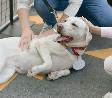 f:id:animal_protections:20171128133039j:image