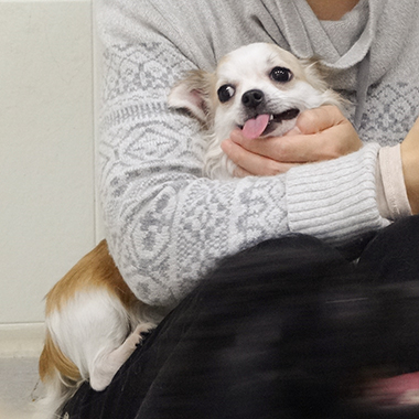 f:id:animal_protections:20171130103445j:image