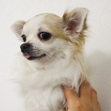 f:id:animal_protections:20171130103450j:image