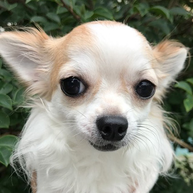 f:id:animal_protections:20171130103454j:image