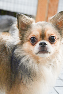 f:id:animal_protections:20171212162846j:image