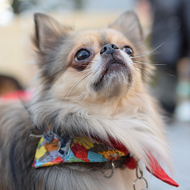 f:id:animal_protections:20171212162856j:image