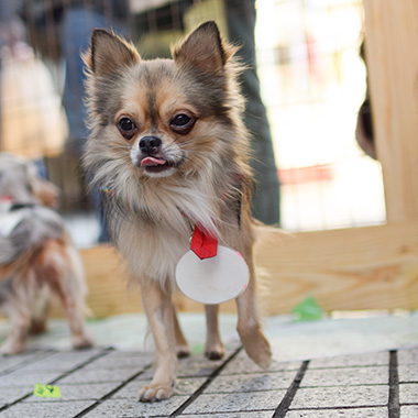 f:id:animal_protections:20171212162900j:image